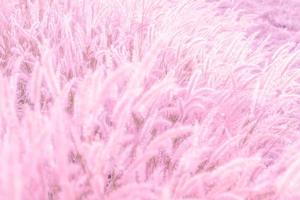 enfoque suave, naturaleza desenfoque de fondo de flores de hierba rosa. foto