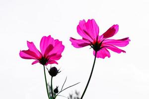 Pink cosmos flower beautiful blooming isolated on white background,copy space photo