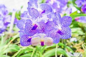 hermosa flor de orquídea púrpura en una rama que cuelga en el jardín. foto