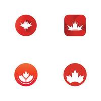 Maple leaf vector illustration design template