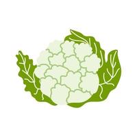 Cartoon cauliflower isolated. Vector stock illustration of cauliflower with large green leaves. Vegetable culture on a white background.