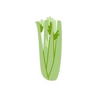 Cartoon celery isolated. Vector stock illustration of celery stalks. A useful and vitamin food product on a white background.