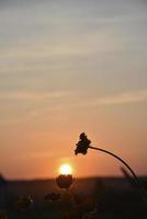 flores de aster en el fondo del cielo del atardecer y el disco del sol. las flores se inclinan sobre el sol poniente. paisaje de la tarde. foto