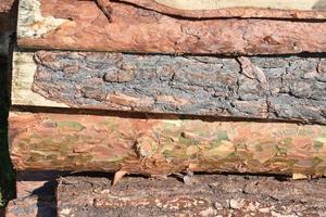 Wooden clippings of a coniferous tree as a close-up background. photo