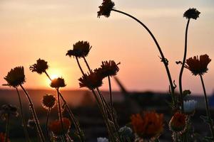 flores de aster en el fondo del cielo del atardecer y el disco del sol. las flores se inclinan sobre el sol poniente. paisaje de la tarde. foto