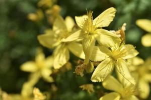 Yellow flowers of St. John's wort Hypericaceae of the order Malpighiales. Beautiful little flowers macrophoto. photo