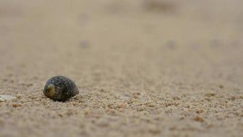 close-up van een kleine heremietkreeft komt uit de schelp kruipend op het zandstrand wanneer het begint te miezeren, phuket eiland thailand video