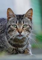 retrato de gato gris callejero, temas de animales foto