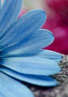 romantic blue flower in springtime photo