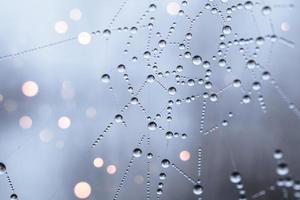 drops on the spider web background photo
