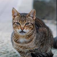 stray gray cat portrait, animal themes photo