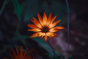 beautiful orange flowers in springtime photo