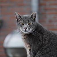 stray gray cat portrait, animal themes