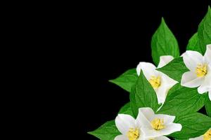 White jasmine flower.  branch of jasmine flowers isolated on black background. photo