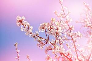 Spring garden. Flowering fruit trees. photo