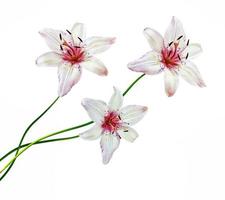 Lily flower on white background photo