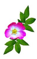 Dog rose flowers on a white background photo