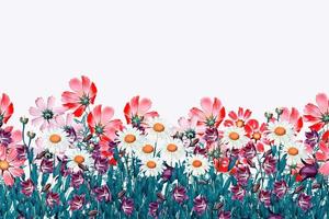field daisy flowers and bells isolated on white background photo