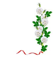 Dog rose flowers on a white background photo