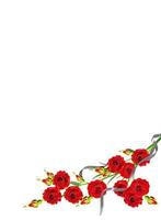 red roses isolated on white background photo