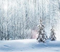 bosque de invierno tarjeta de Navidad. foto