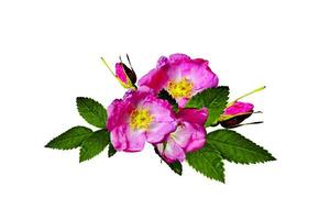 Dog rose flowers on a white background photo