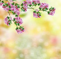 jardín de primavera árboles frutales en flor. foto