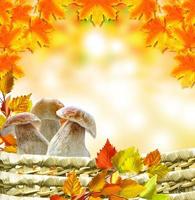 hermoso colorido otoño hojas y setas boletus foto