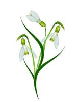 spring flowers snowdrops isolated on white background photo