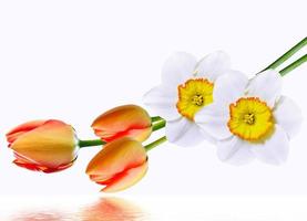 spring flowers narcissus isolated on white background photo