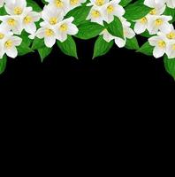 White jasmine flower. photo