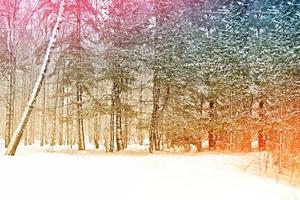 Frozen winter forest with snow covered trees. photo