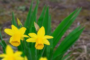 Spring flowers of daffodils. Bright and colorful flowers photo