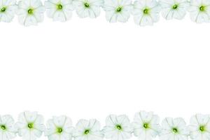 Petunias isolated on a white background. Colorful flowers. photo