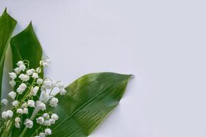 Lily of the valley flower photo