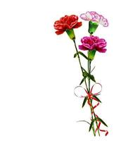 carnation flowers isolated on white background photo