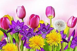 tulipanes amarillos rosados e iris azules foto