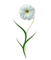 petunia flowers isolated on white background photo