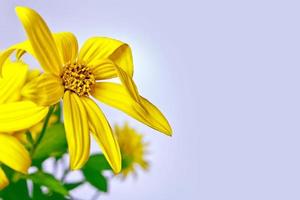 Colorful dahlia flowers on a background of the autumn landscape photo