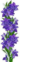 Blue iris flower isolated on white background photo