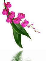 Orchid flower isolated on white background photo
