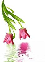 spring flowers tulips isolated on white background photo