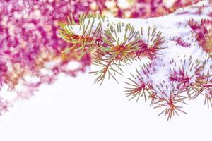 Frozen winter forest with snow covered trees. photo