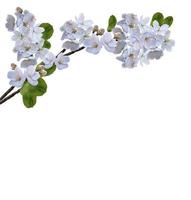 branch of cherry blossoms isolated on white background. photo