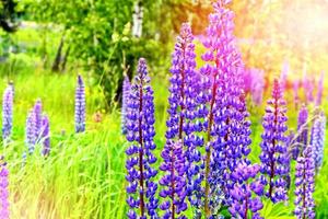 Summer landscape with beautiful bright lupine flowers photo