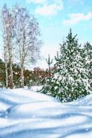 bosque de invierno paisaje de invierno árboles cubiertos de nieve foto