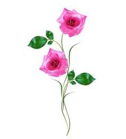 flower buds of roses isolated on white background photo