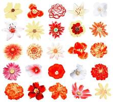 Colorful bright flowers isolated on white background photo