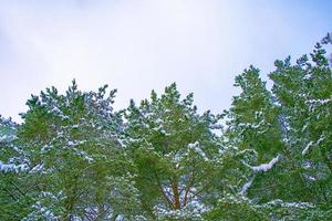 Frozen winter forest with snow covered trees. photo