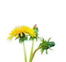 flor de diente de león esponjosa aislada sobre fondo blanco. foto